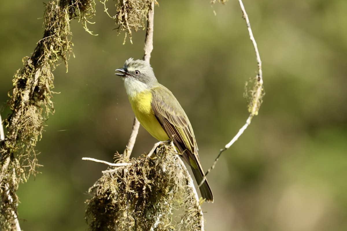 Gray-capped Flycatcher - ML640939476