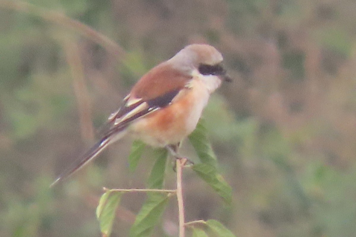 Bay-backed Shrike - ML640939570
