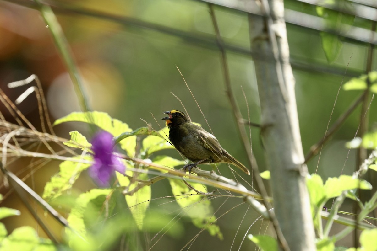 Yellow-faced Grassquit - ML640939597