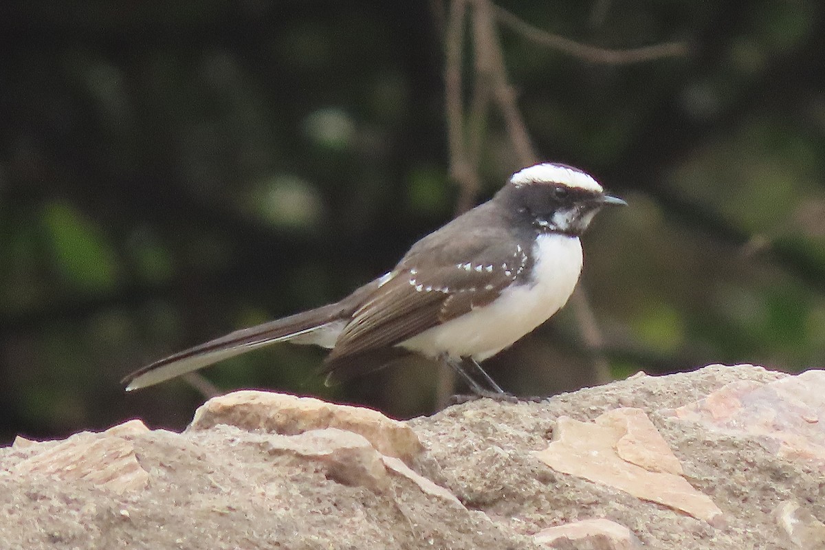 White-browed Fantail - ML640939601