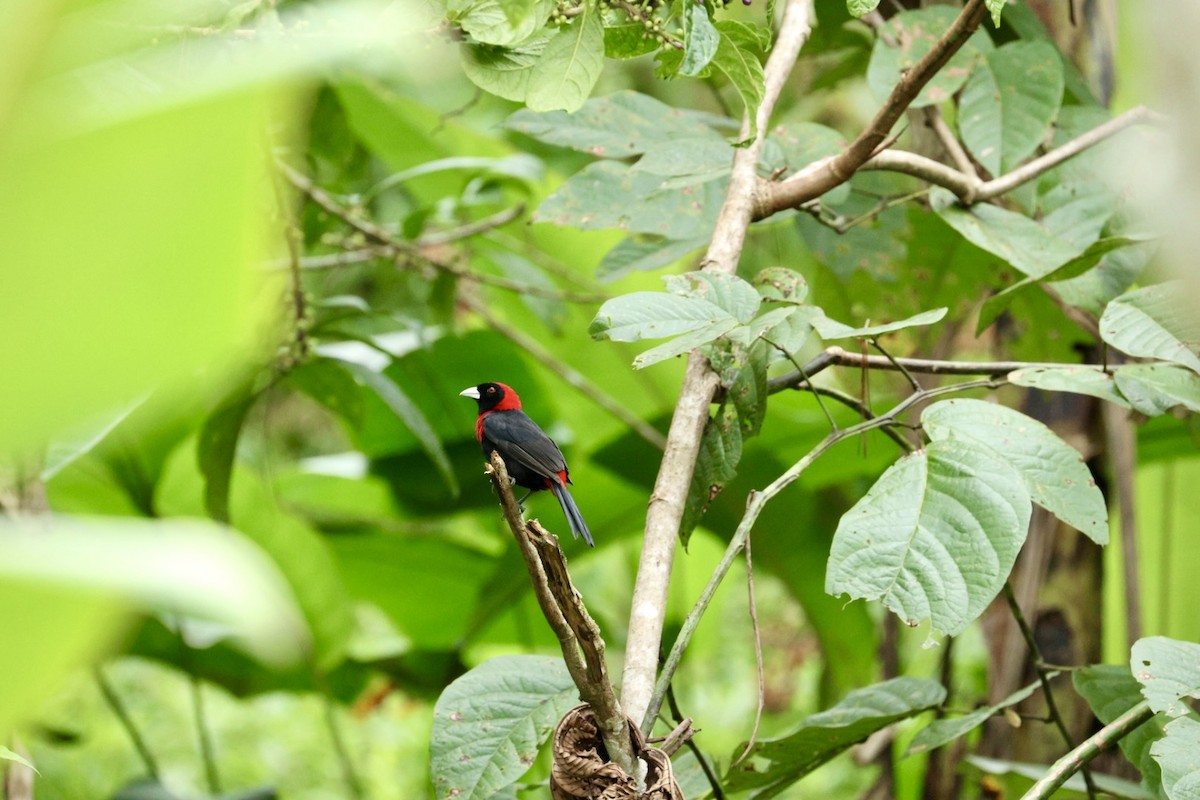 Crimson-collared Tanager - ML640939608