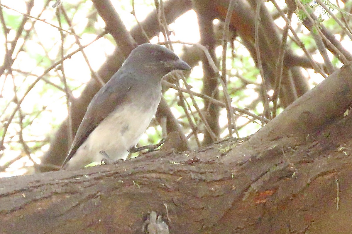White-bellied Drongo - ML640939628