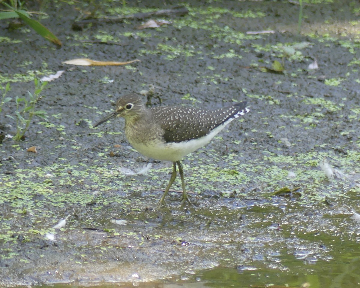 Solitary Sandpiper - ML640939645
