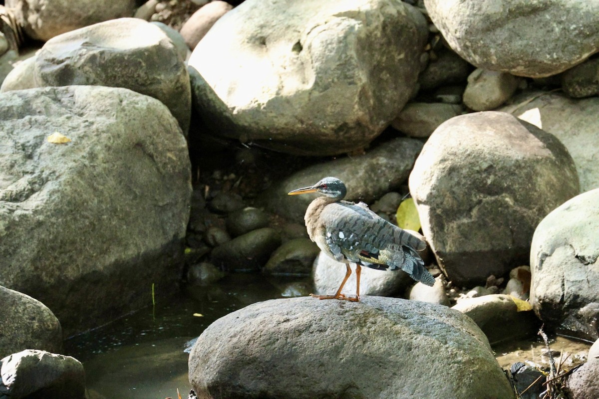 Sunbittern - ML640939657