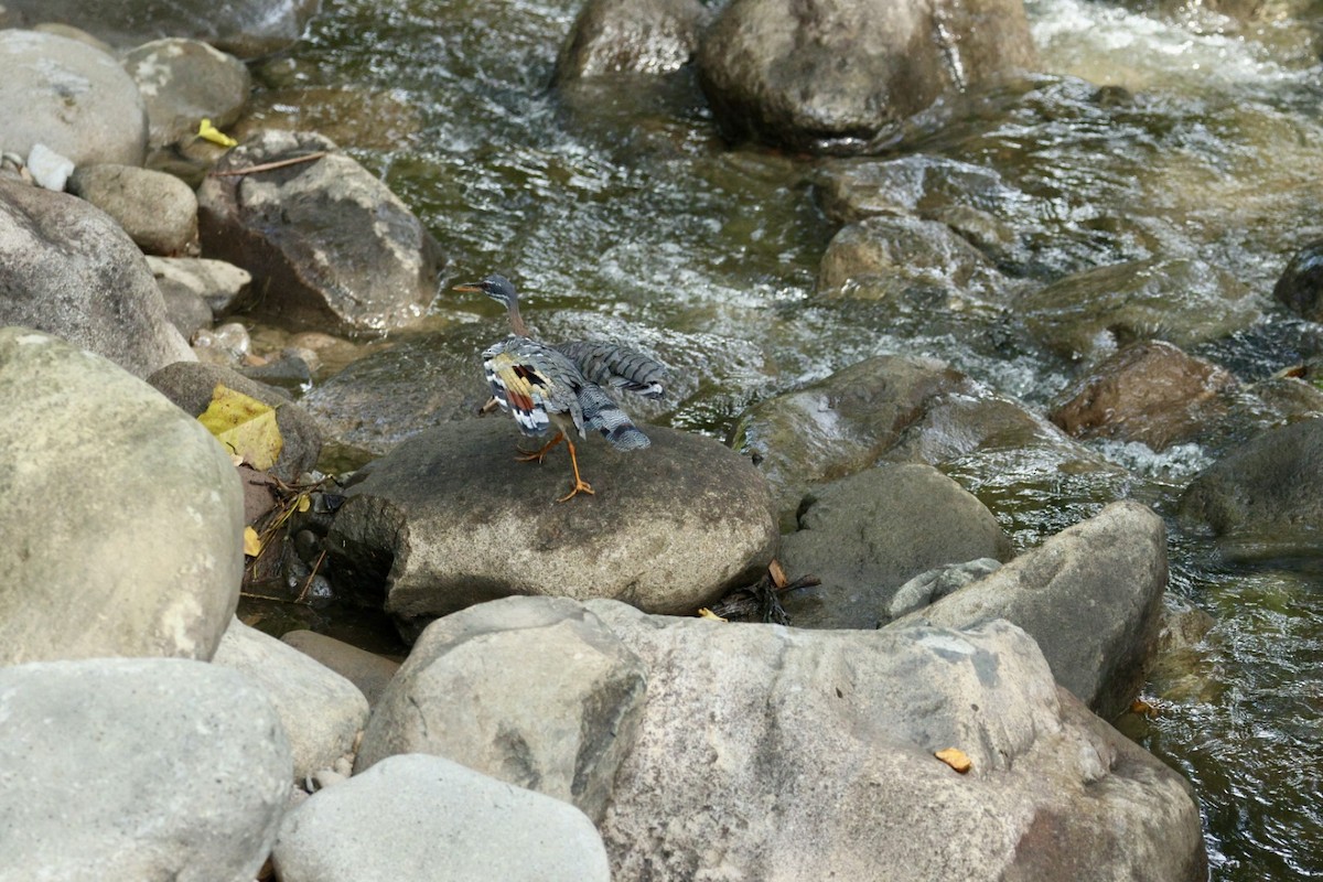 Sunbittern - ML640939658