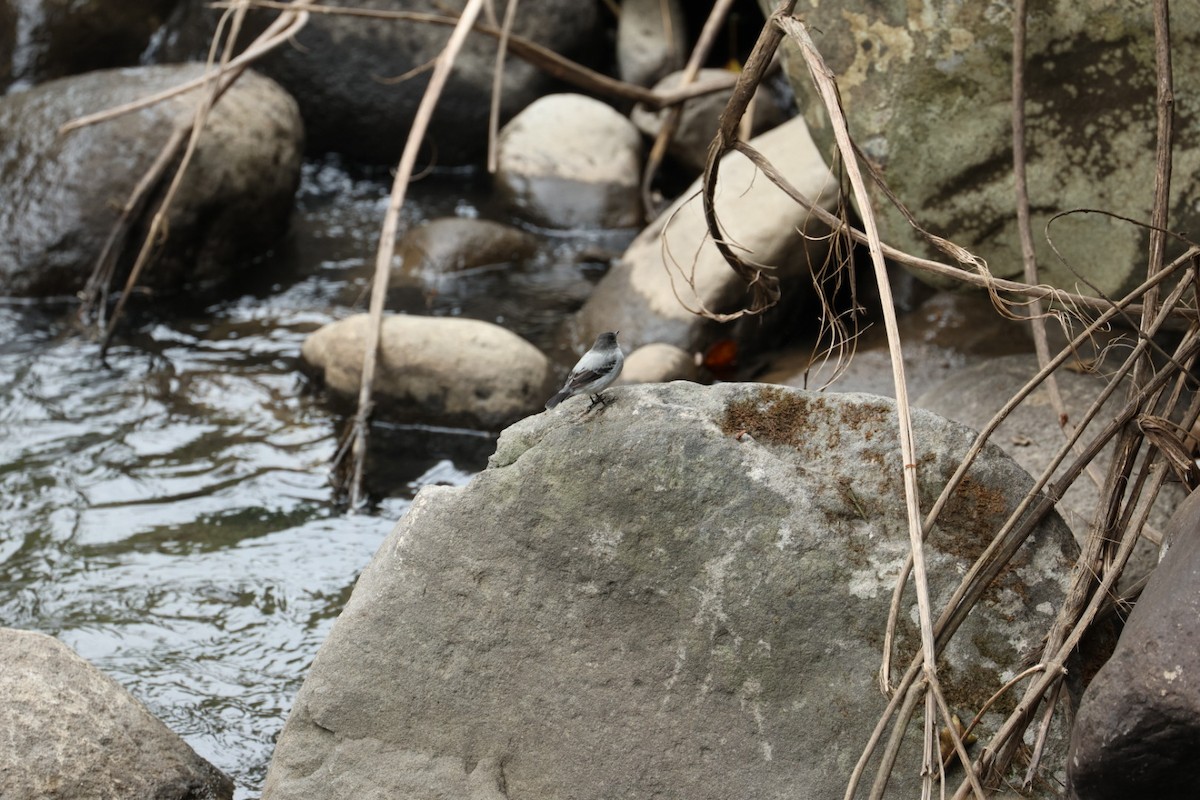 Torrent Tyrannulet - ML640939661