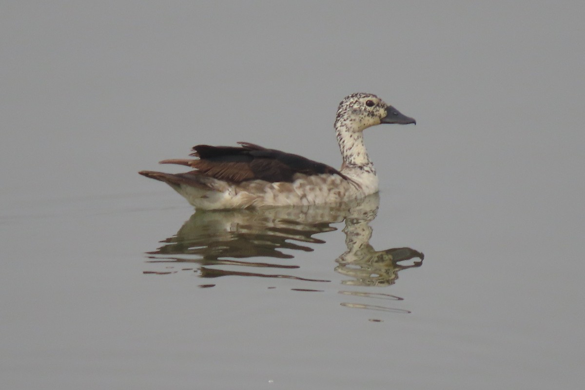 Knob-billed Duck - ML640939664