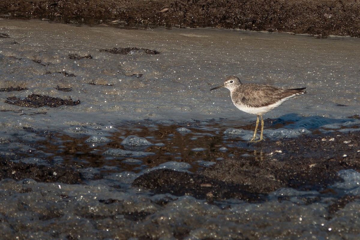 Solitary Sandpiper - ML640939751