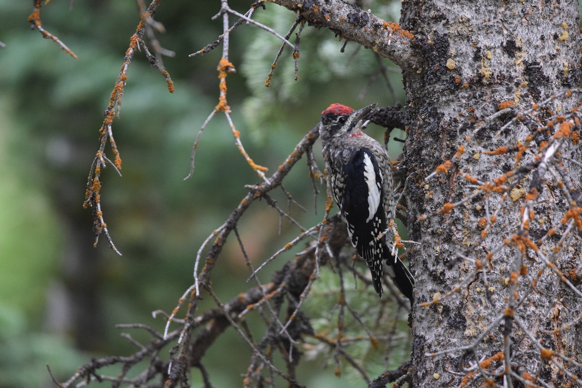 Red-naped Sapsucker - ML640939796