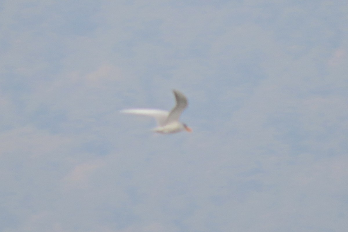 River Tern - ML640939816