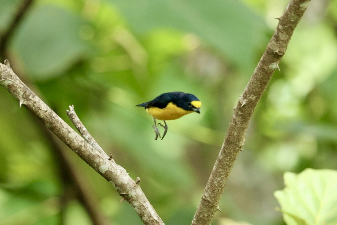 Yellow-throated Euphonia - ML640939855
