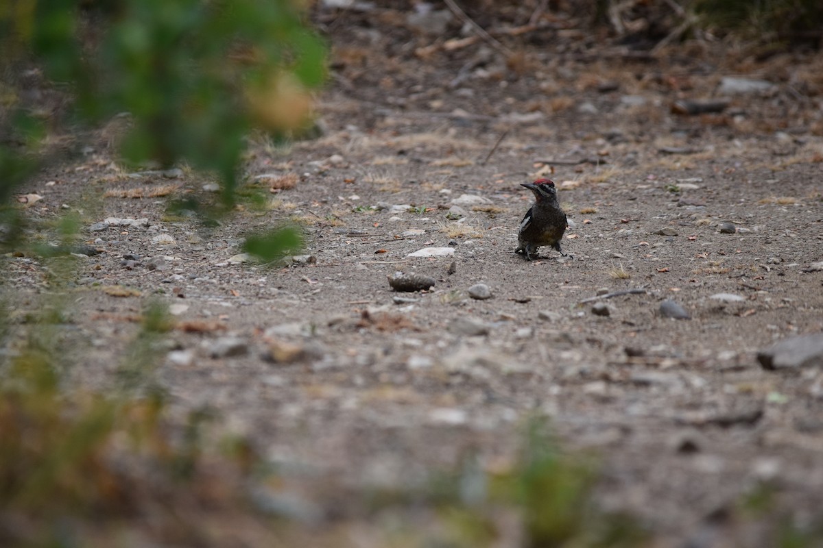 Red-naped Sapsucker - ML640939885