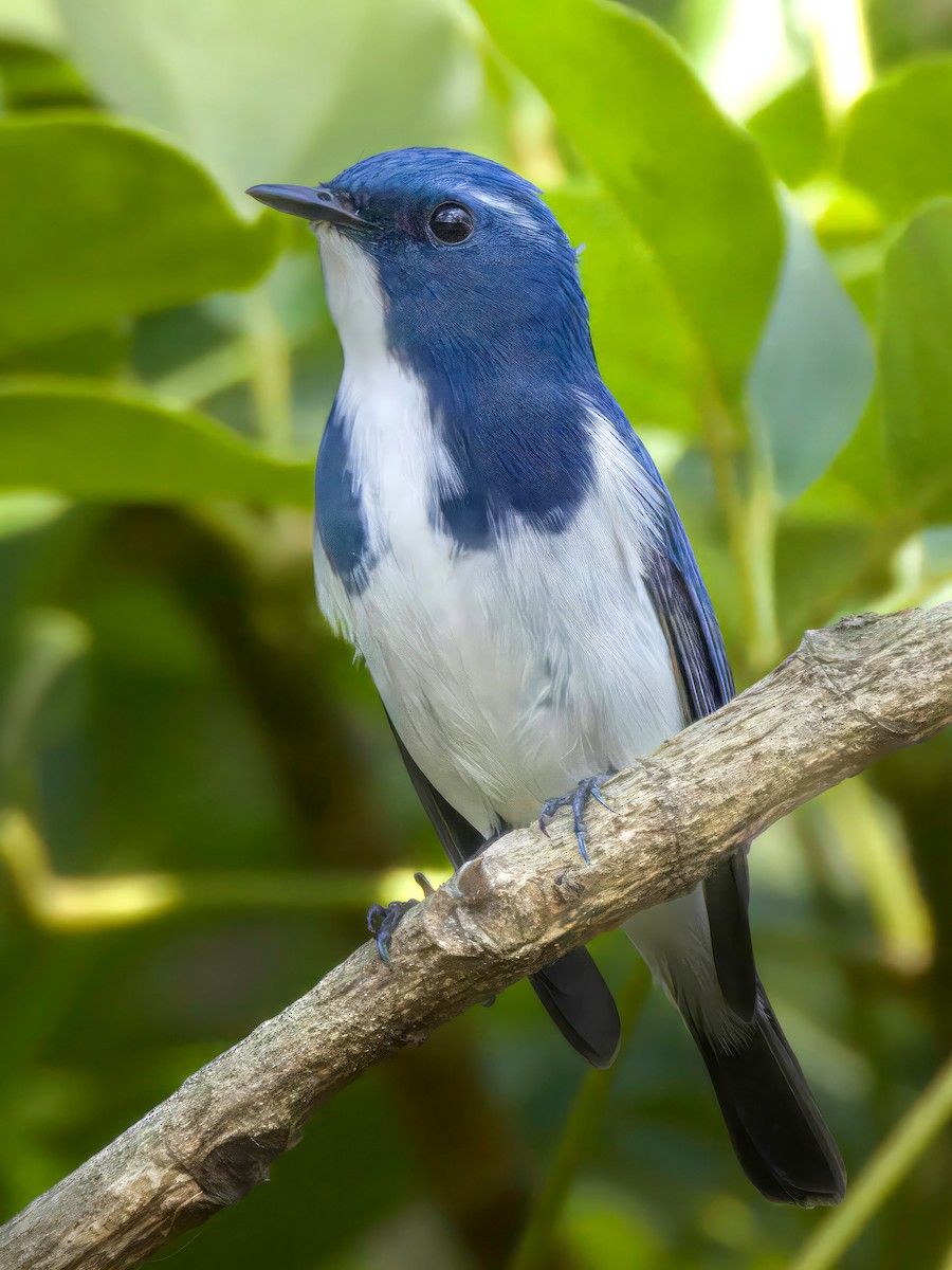 Ultramarine Flycatcher - ML640940083