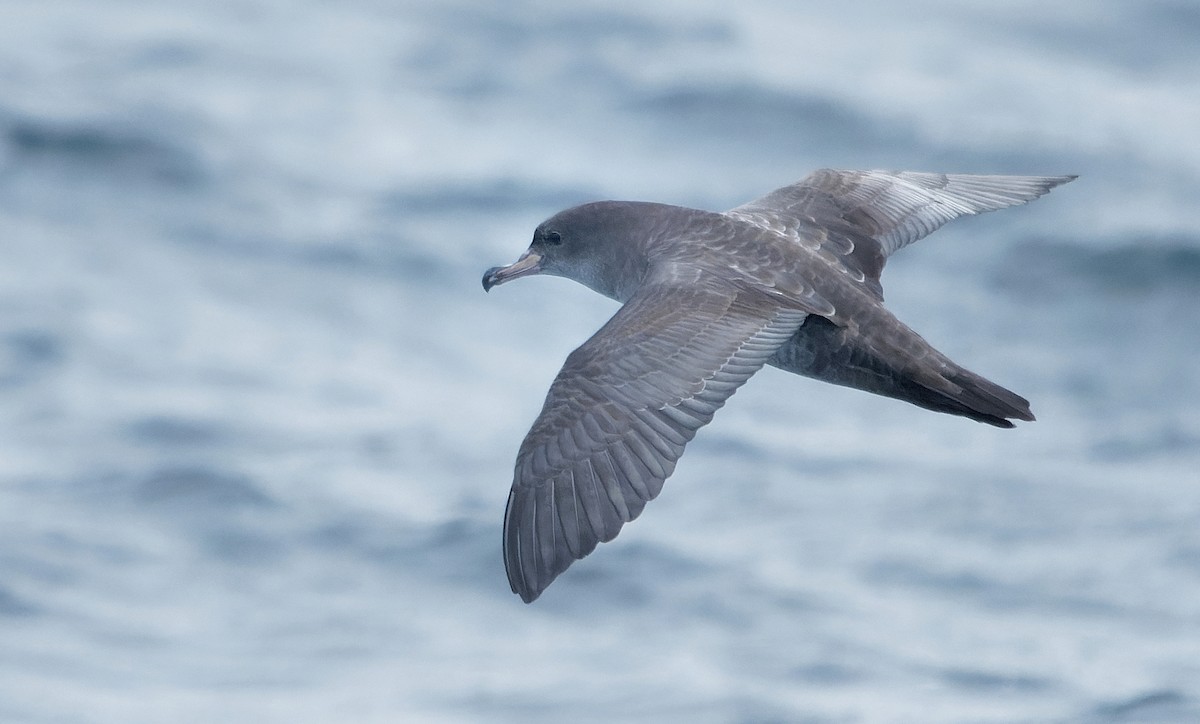 Pink-footed Shearwater - ML640940088