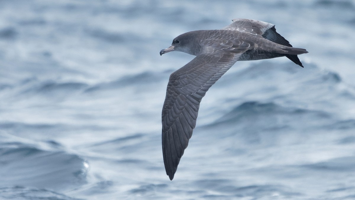 Pink-footed Shearwater - ML640940089