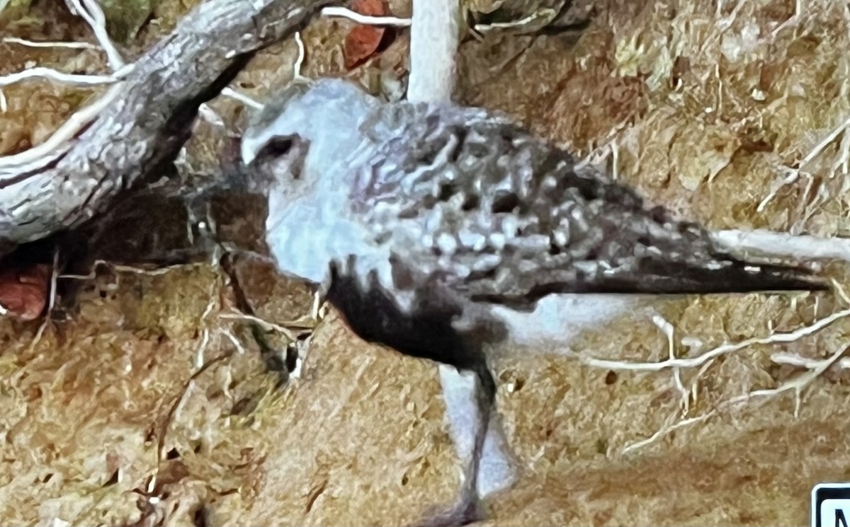 Black-bellied Plover - ML640940097