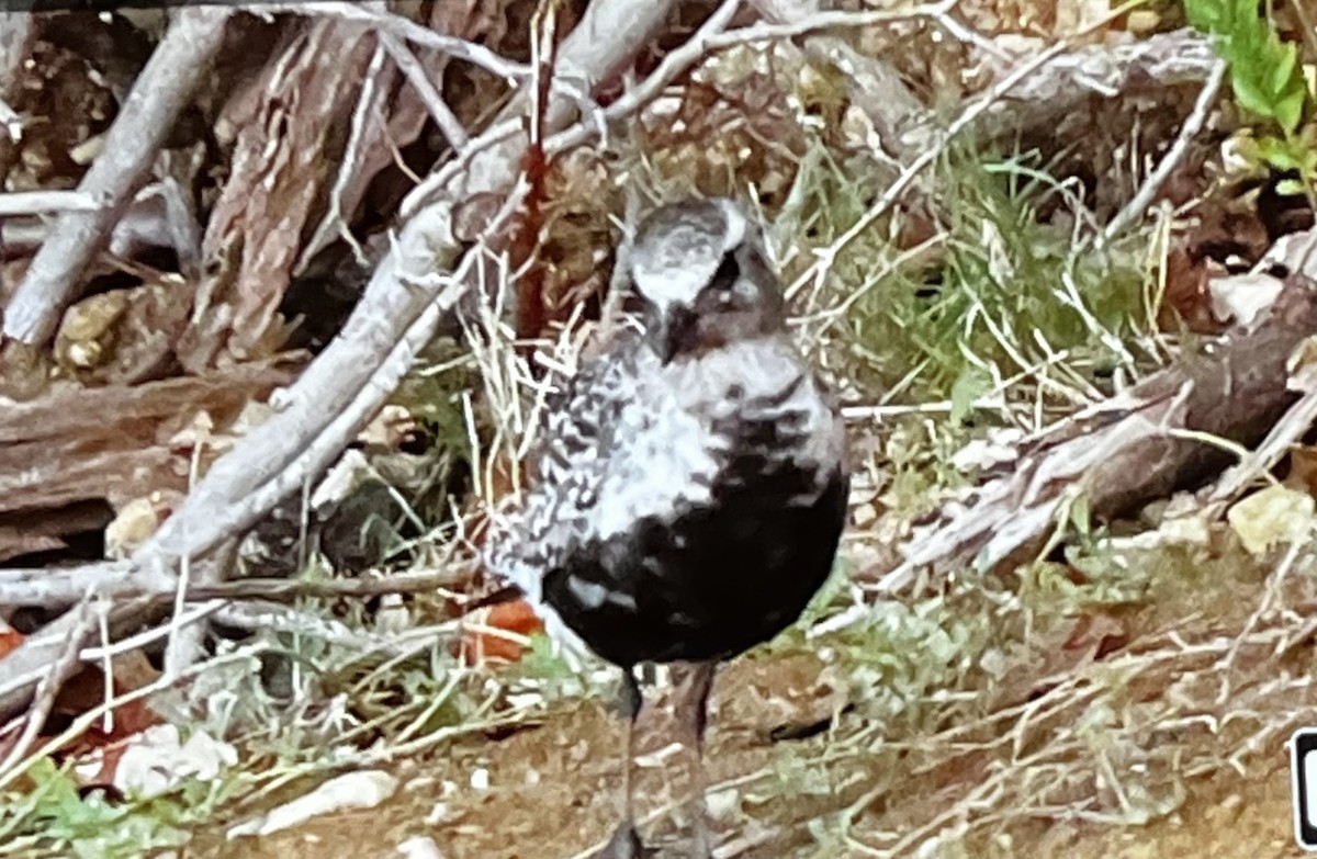 Black-bellied Plover - ML640940098