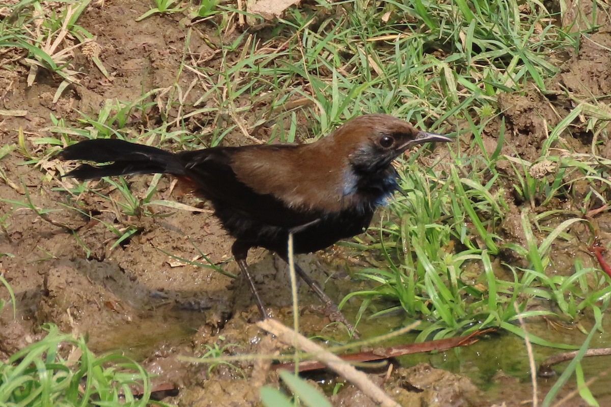 Indian Robin - ML640940109