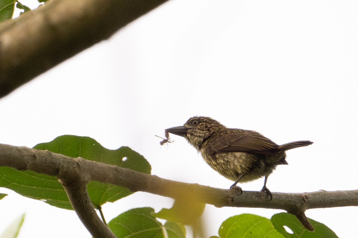 Speckled Tinkerbird - ML640940116