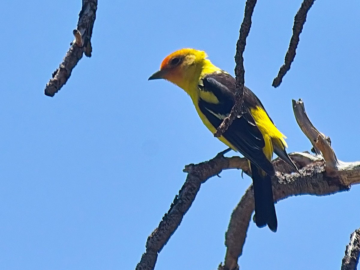 Western Tanager - ML640940120
