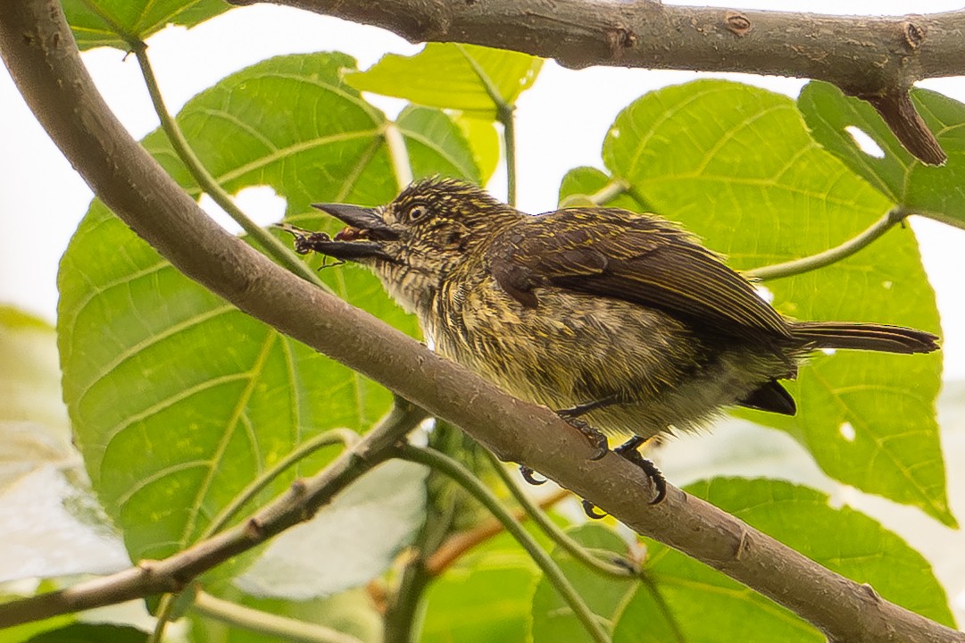 Speckled Tinkerbird - ML640940123