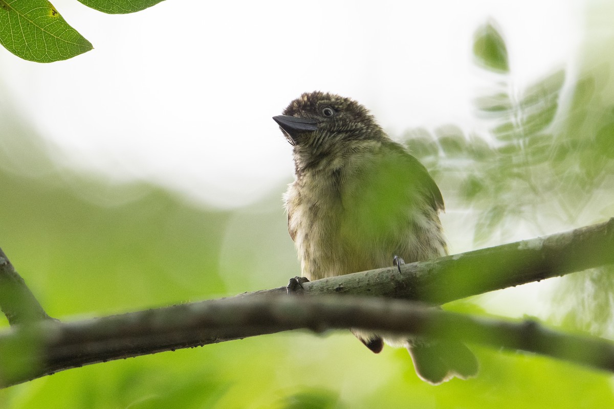 Speckled Tinkerbird - ML640940134
