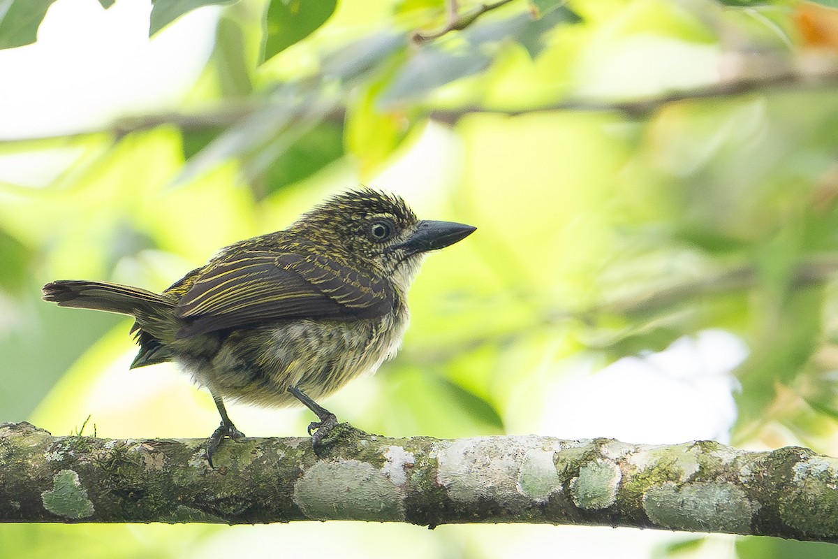 Speckled Tinkerbird - ML640940137