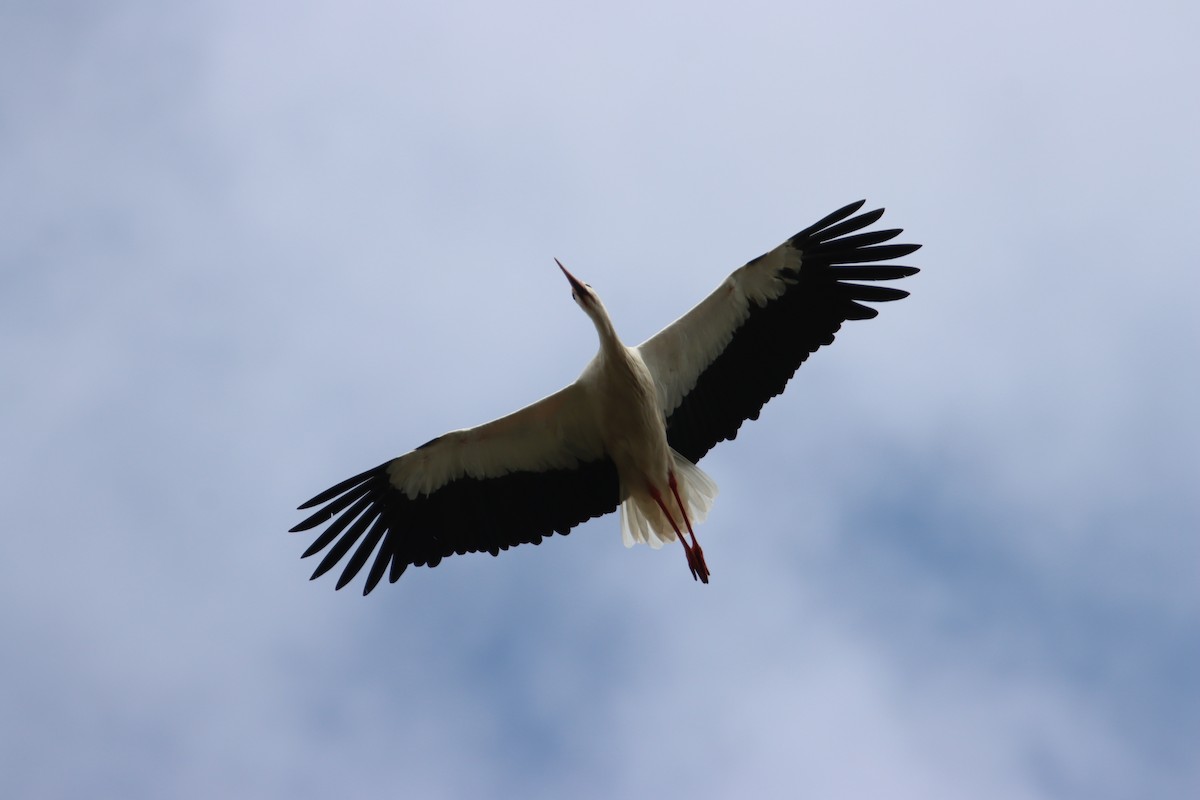 White Stork - ML640940166