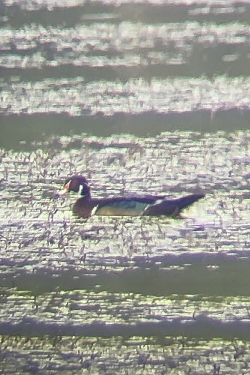 Wood Duck - ML640940182