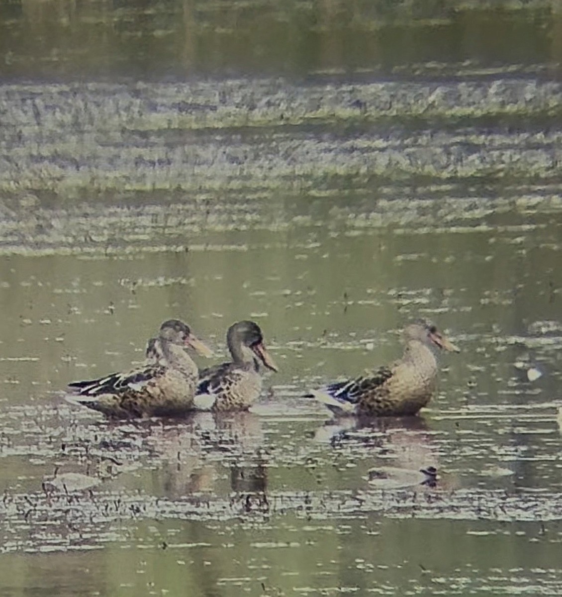 Northern Shoveler - ML640940200