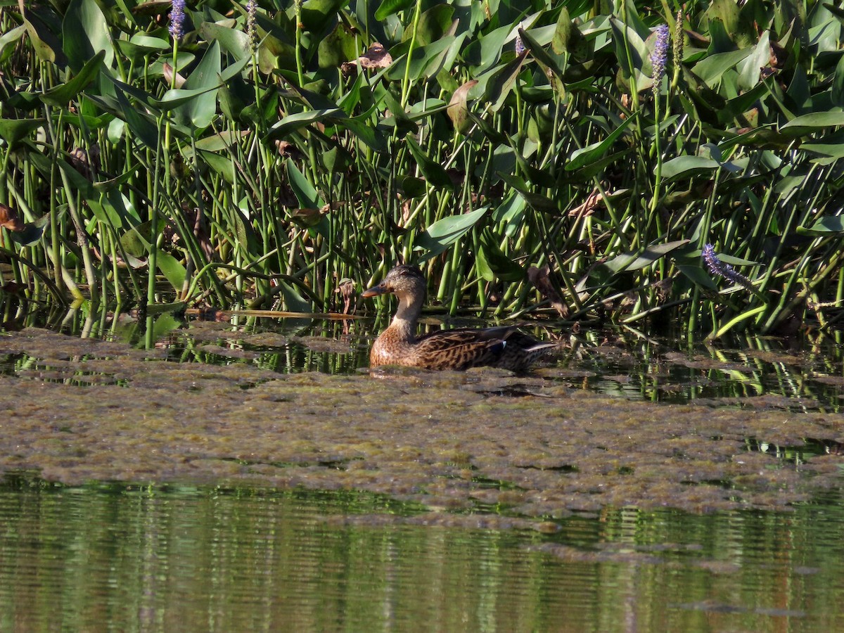 Mallard - ML640940227