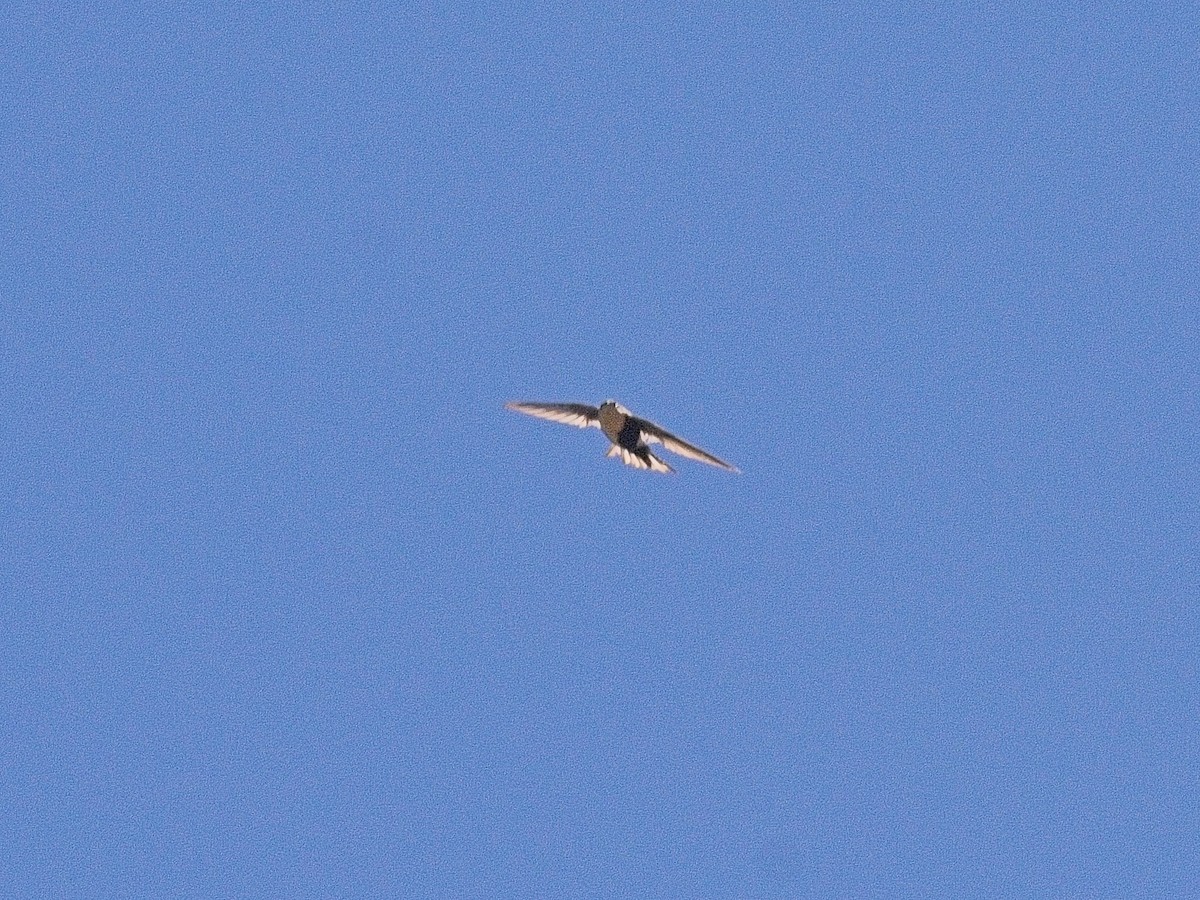 White-throated Swift - ML640940233