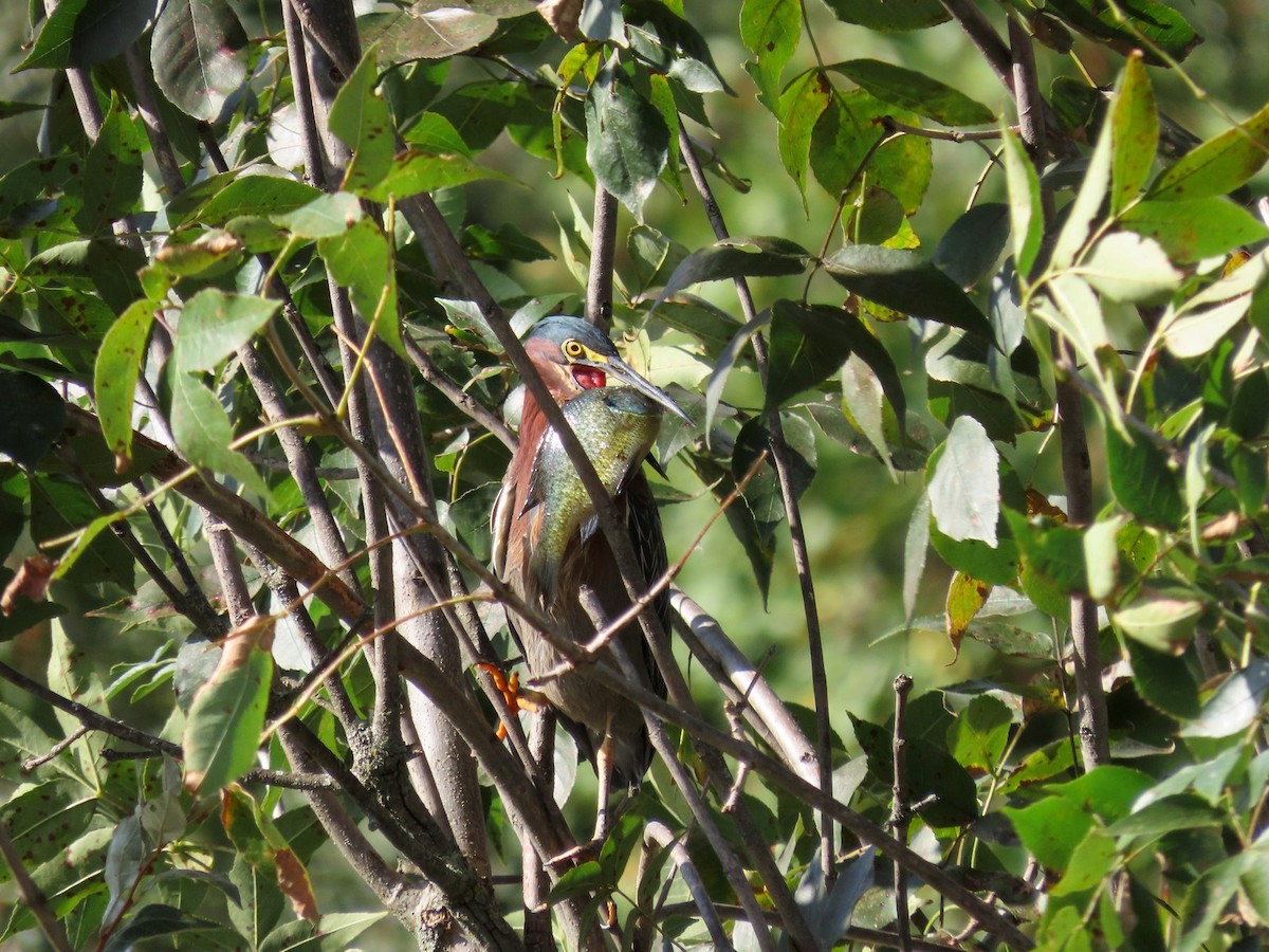 Green Heron - ML640940241