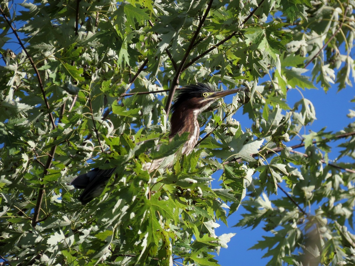 Green Heron - ML640940242