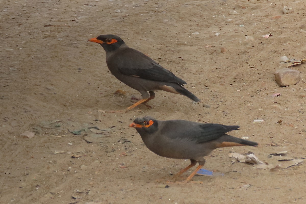Bank Myna - ML640940243
