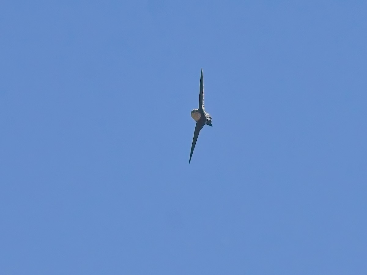 White-throated Swift - ML640940245