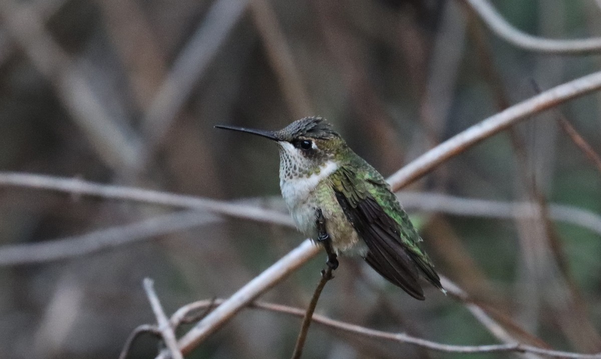Ruby-throated Hummingbird - ML640940249