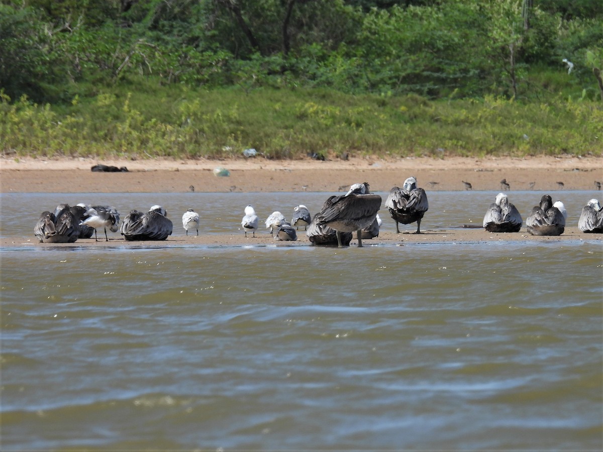 rybák severní - ML640940261