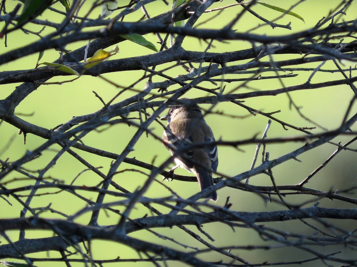 Least Flycatcher - ML640940264