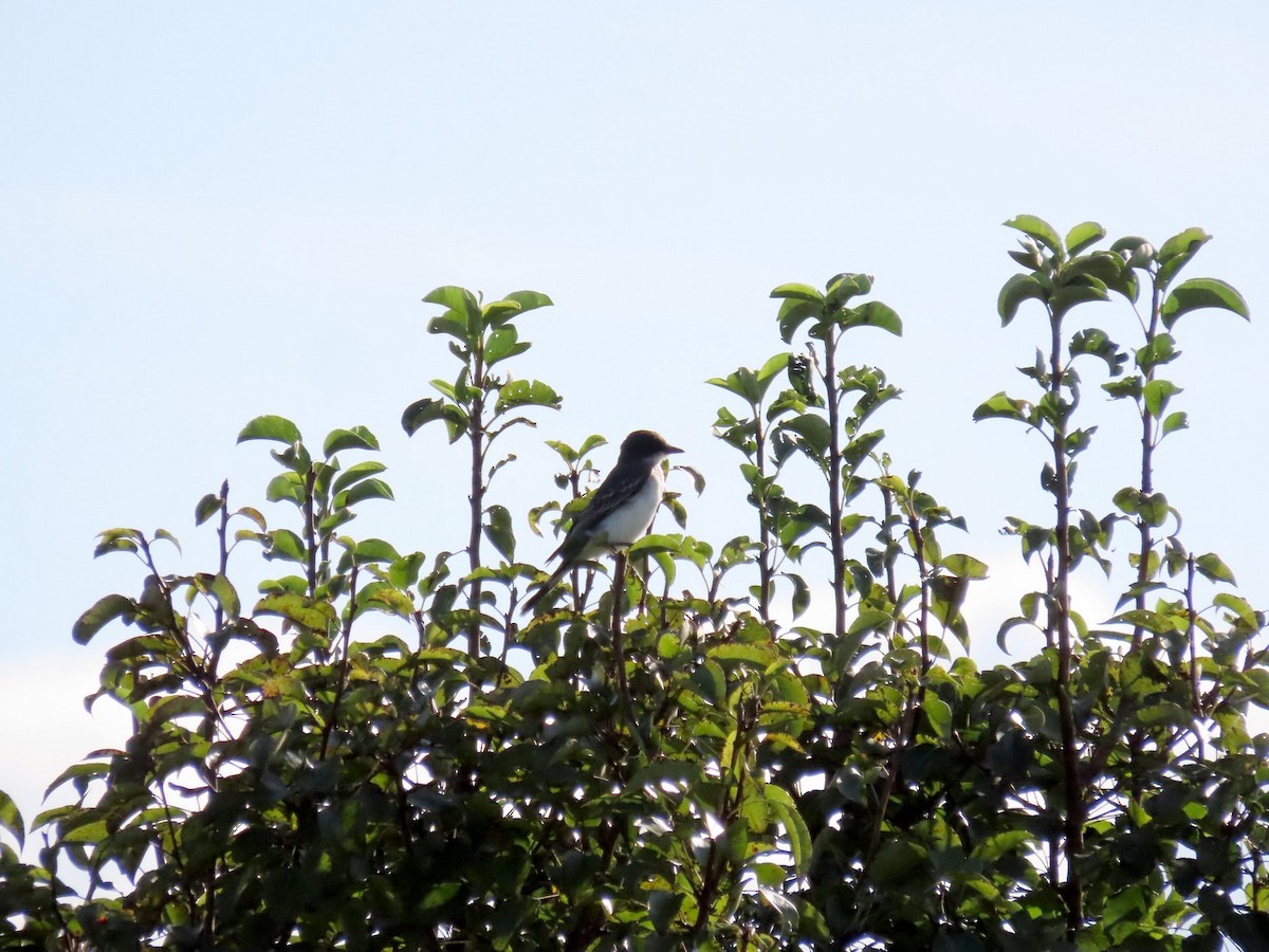 Eastern Kingbird - ML640940277