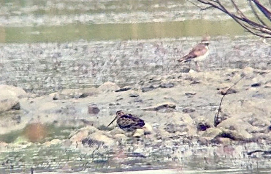 Wilson's Snipe - ML640940281