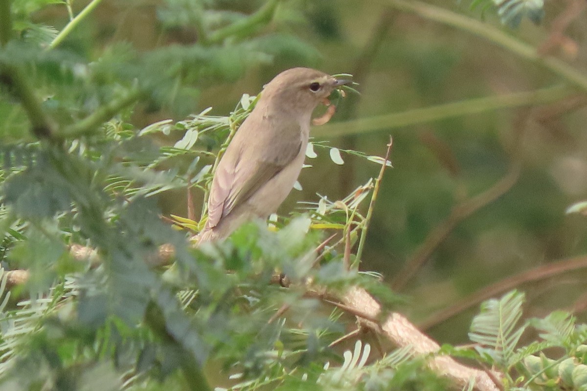 Common Chiffchaff - ML640940285
