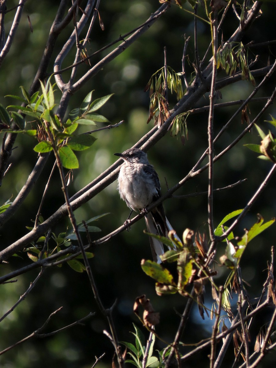 Northern Mockingbird - ML640940287