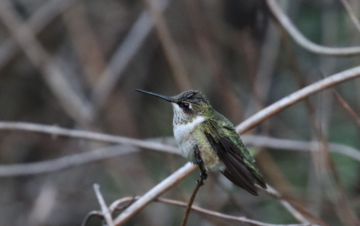 Ruby-throated Hummingbird - ML640940304