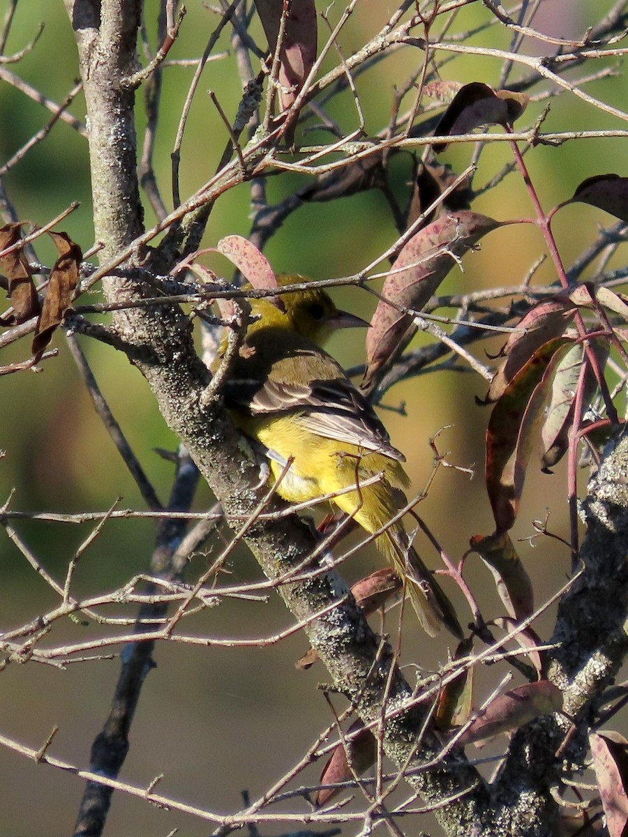 Orchard Oriole - ML640940336