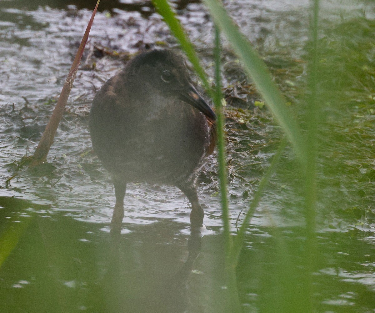 Virginia Rail - ML640940364