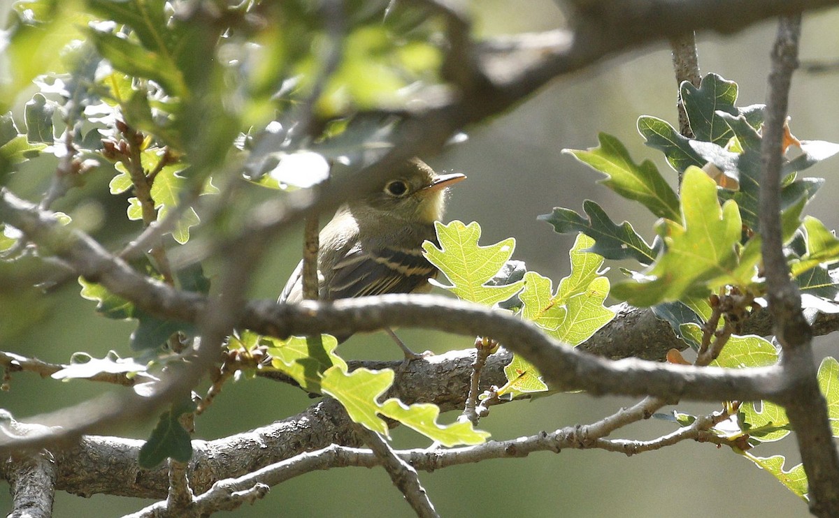 Empidonax sp. - ML640940391