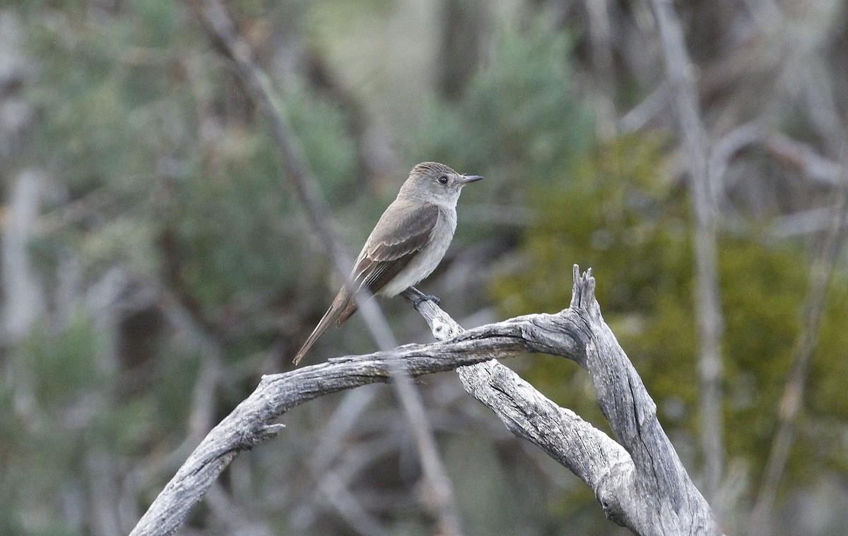 Empidonax sp. - ML640940392