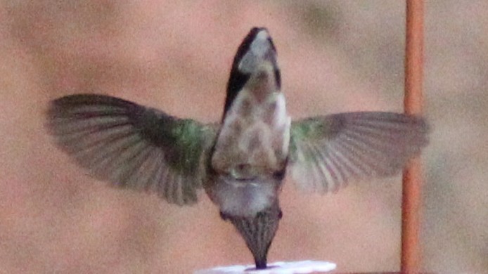 Kara Boğazlı Kolibri - ML640940408