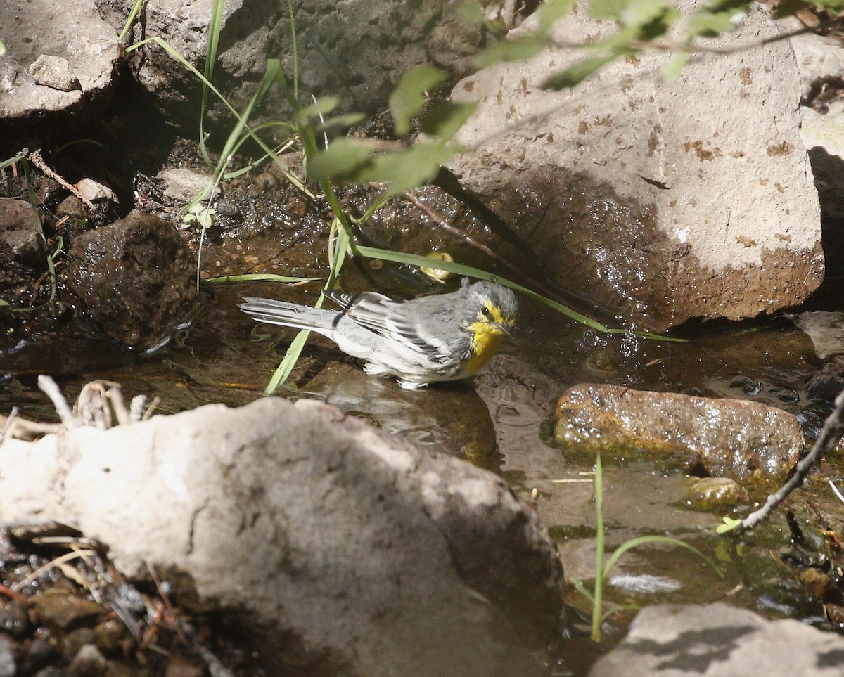 Grace's Warbler - ML640940417